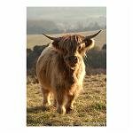Young Highland Cow