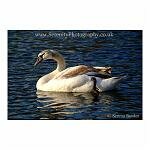 Young Swan