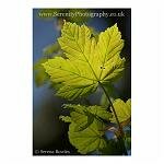 Back Lit Leaf