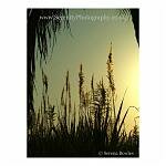 Backlit grasses against a golden sky in the late afternoon. Hampi, India.