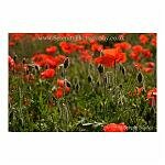Backlit Poppies