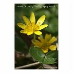 Burst of Yellow