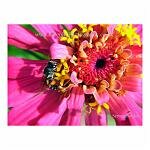 A honey bee busily collects pollen from a bright pink flower.