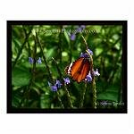 A beautiful butterfly feeds on delicate purple flowers. India
