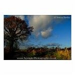 Country Lane