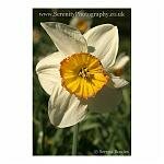 Daffodil Full Frontal