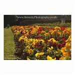 Flower Beds