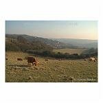 Grazing Herd at Temple Ewell
