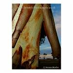 The shining, peeling bark of York Gums, a type of eucalypt.