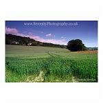 Kentish Field