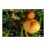 Morning Mushrooms