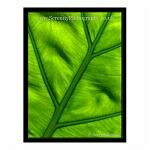 Close up shot of a bright green leaf lit from behind.