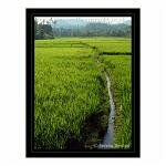 The vibrant greens of young rice growing in fields on Siquijor, the Philippines.