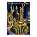 Round Cactus