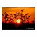 The sun sets behind a plant, silhouetting it against the orange sky.