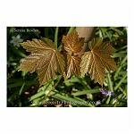 Shiny Leaves
