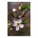 Small White Flower