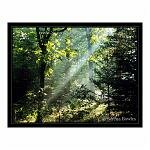 Sun Shines Through