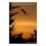 Sunset Spider