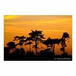 Silhouette of trees at sunset in Kent.