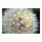 Through the Dandelion Clock