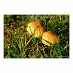 Two Toadstools