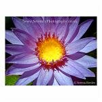 Vibrant purple and yellow of a water lily.