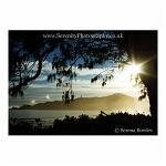 The rising sun peeks out from behind a tree. Byron Bay, Australia.