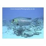 Big Eyed Fish