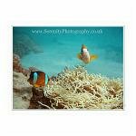 Anemone Fish, the Philippines - underwater shot