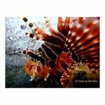 Close up of a lion fish - underwater shot.The Philippines.