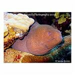 Moray Eel