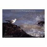 Standing Gull