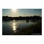 Swan and Sun