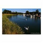 Swanee River